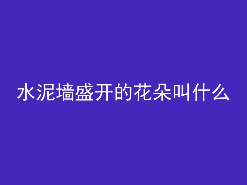 水泥墙盛开的花朵叫什么