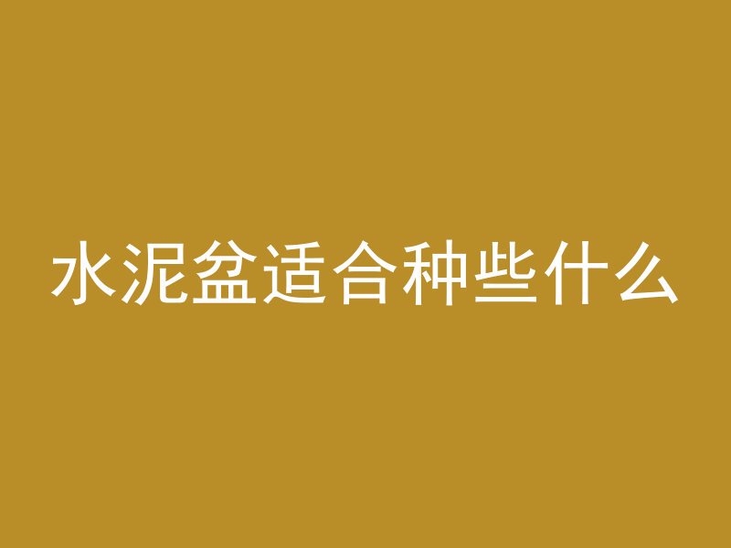 水泥盆适合种些什么