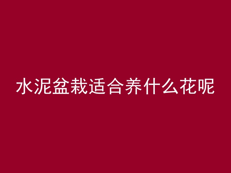 水泥盆栽适合养什么花呢