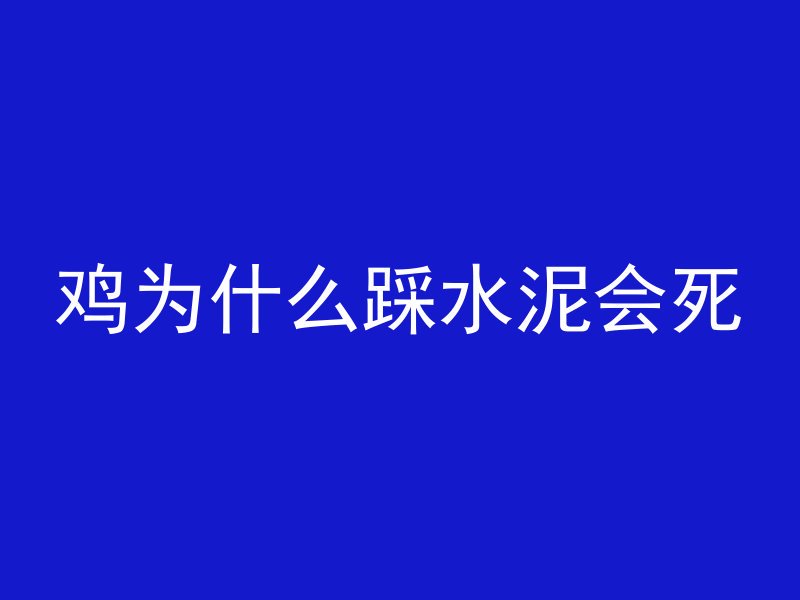 鸡为什么踩水泥会死